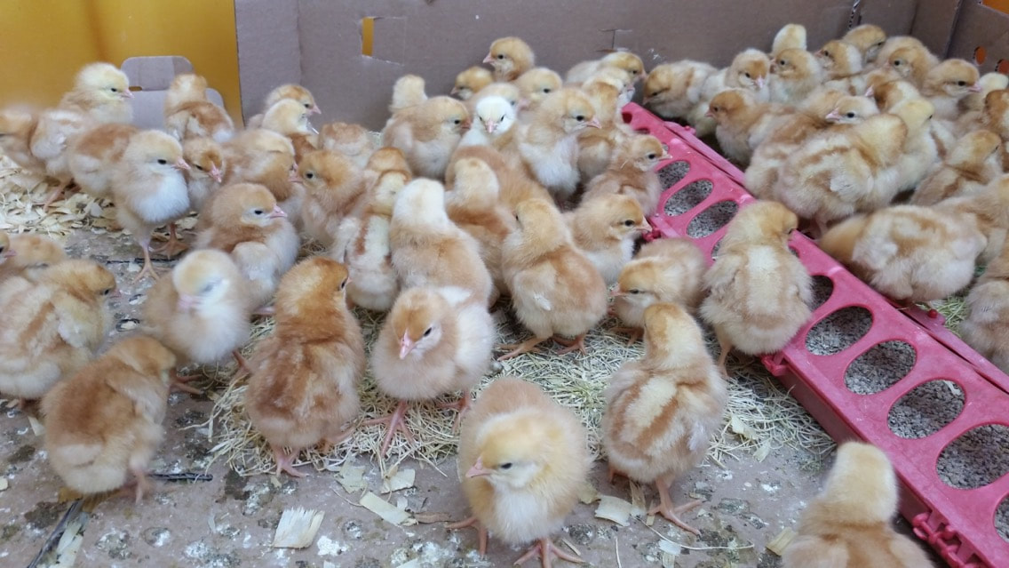Raising Chickens 101: Raising Baby CHicks - Barnhart's Feed & Seed